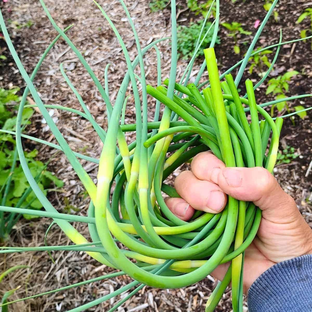 a hand holding up a bunch of garlic scapes