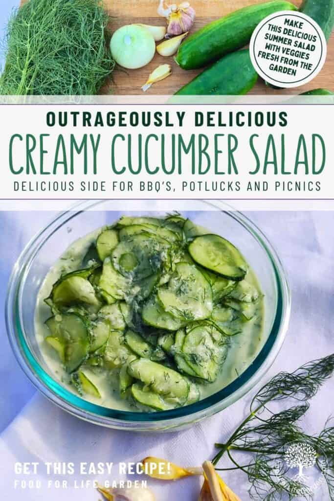 photo at the top shows some cucmber salad ingredients. Below is a bowl filled with creamy cucumber salad, some garlic cloves and a dill sprig. text overlay reads make this delicious summer salad with veggies fresh from the garden. outrageously delicious creamy cucumber salad. delicious side for bbq's, potlucks, and picnics. get this easy recipe. food for life garden.