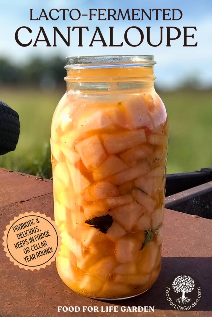photo shows a large jar filled with fermented cantaloupe pieces and basil. text overlay reads lacto-fermented cantaloupe. probiotic and delicious. keeps in fridge or cellar year round. food for life garden.