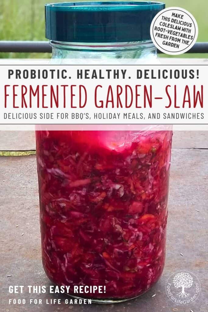 photo shows a large mason jar filled with deep red fermented coleslaw or garden-slaw. Topped with a fermentation lid. Text overlay reads make this delicious coleslaw with root vegetables fresh from the garden. probiotic, healthy, delicious! Fermented garden-slaw. delicious side for BBQs, holiday meals and sandwiches. get this easy recipe! food for life garden.