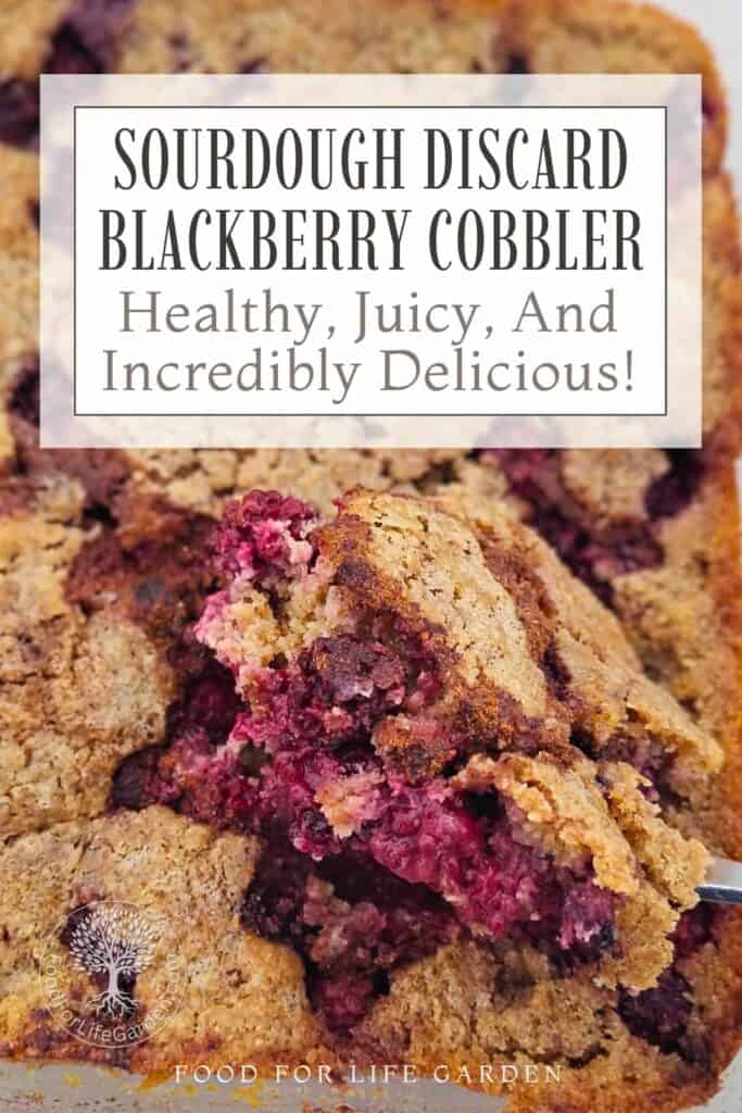 photo of a blackberry cobbler in a baking dish with a spoon removing a portion of it. text overlay reads sourdough discard blackberry cobbler. healthy, juicy, and incredibly delicious. food for life garden.