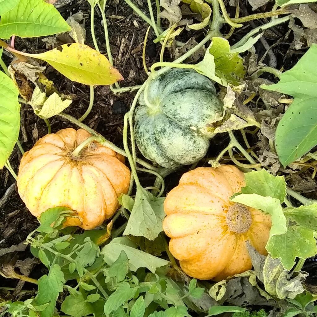 Prescott fond blanc melons growing in my garden. 