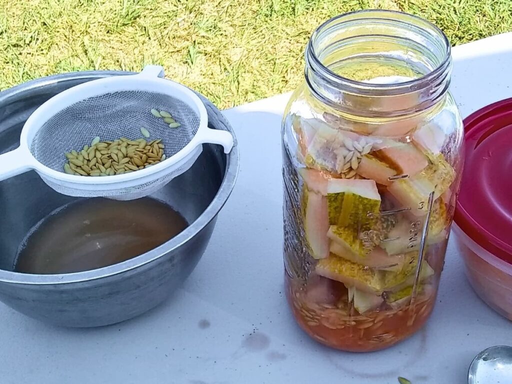 Melon seeds are getting washed for seed saving and a jar full of melon pieces. rinds, pulp and seeds on a table top for making  vinegar. 