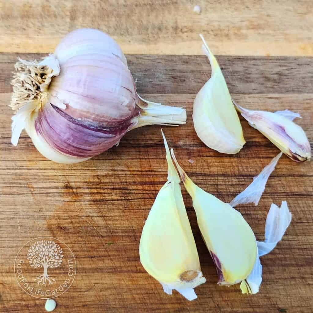 a garlic head and some cloves on a cutting board.