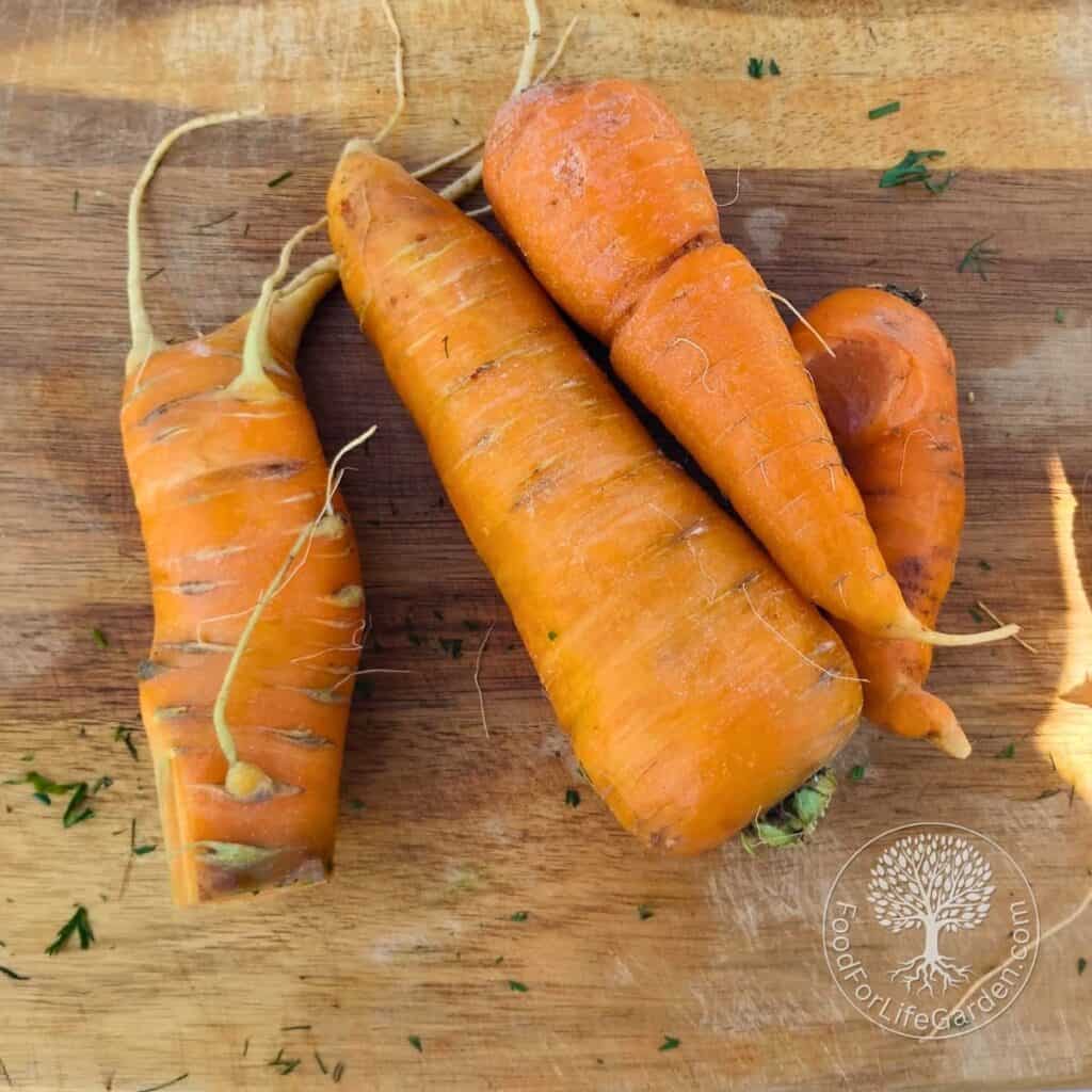 four large gnarly looking carrots on a cutting board.