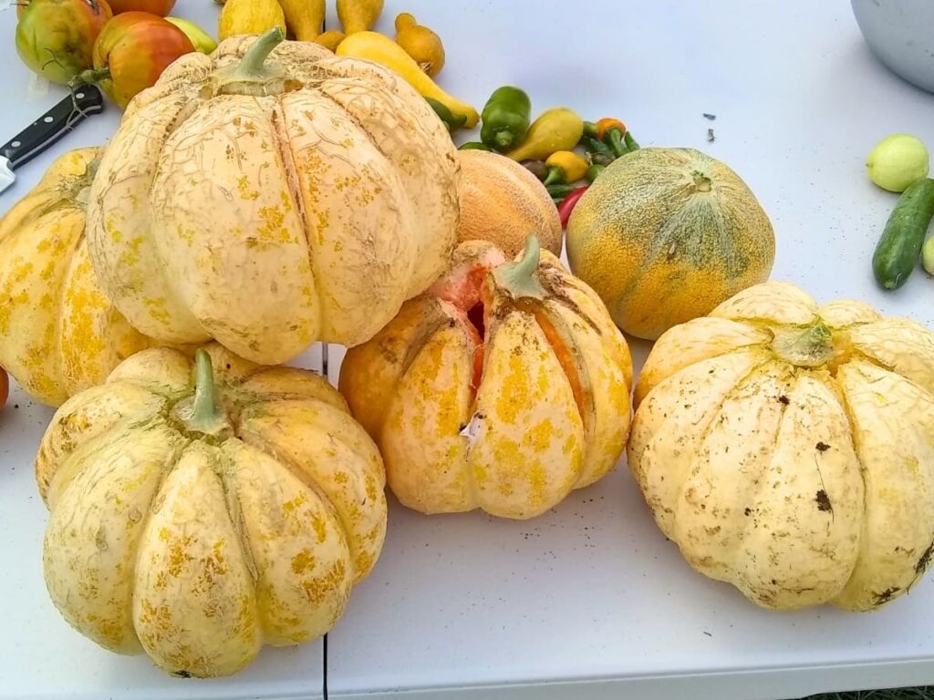 A pile of prescott fond blanc melons on a table.