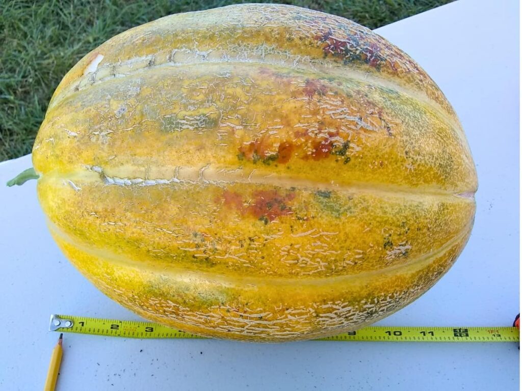Extra large whole melon from the garden with a tape measure in front that shows the size of the melon to be more than a foot long. 