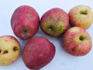 a few apples on a table.