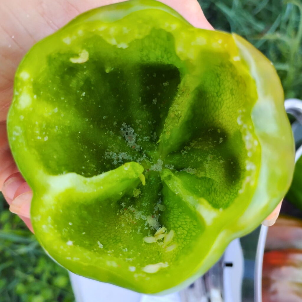 a green bell pepper in someone's hand with salt sprinkled inside.