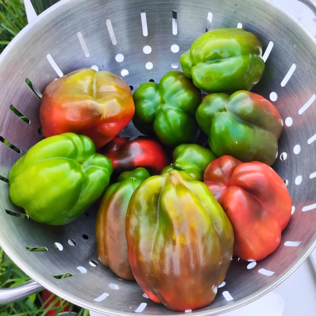 hollowed out, salted peppers are draining in a colander.