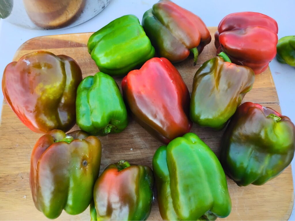 fresh picked bell peppers on a cutting board in all shades of green to red.