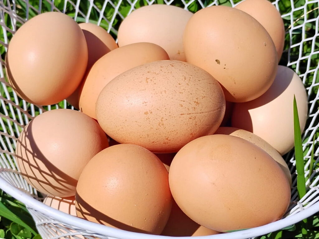 eggs in a basket
