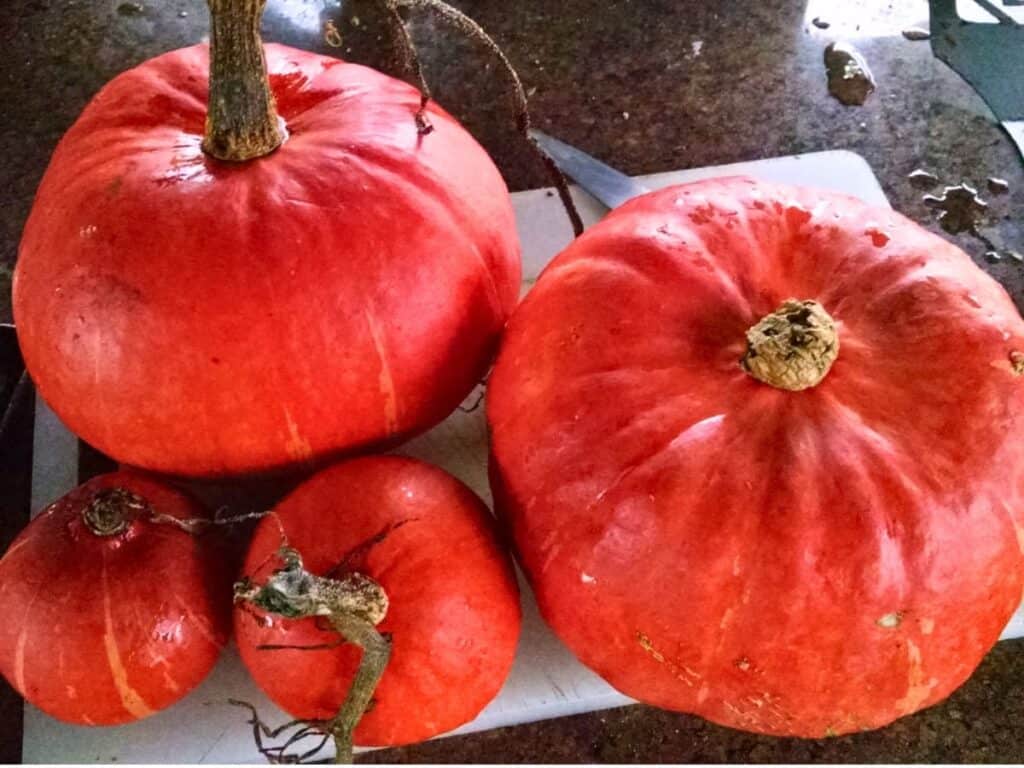 freshly harvested pumpkins on a table top 