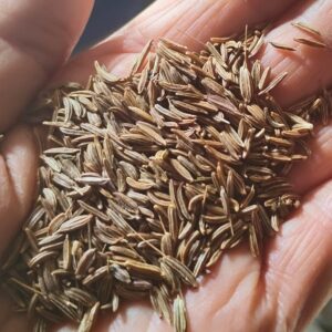 a hand holding caraway seeds.