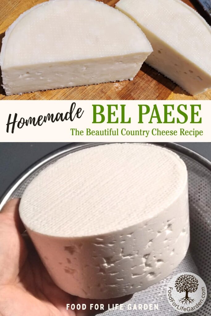 top photo shows two halves of a ripened bel paese cheese loaf. below is a whole, freshly drained bel paese loaf in a person's hand. text overlay reads homemade bel paese, the beautiful country cheese recipe. food for life garden.
