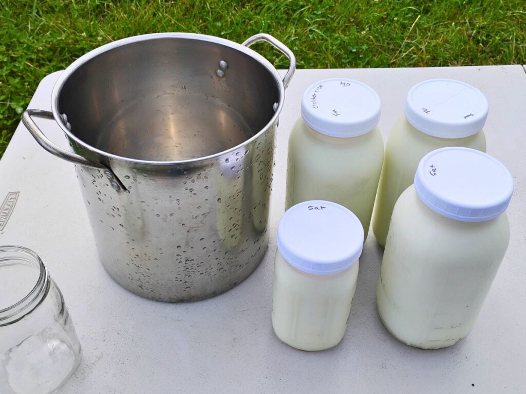 cheesemaking pot surrounded by half gallon and quart jars filled with milk.