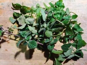 fresh mint on a cutting board.