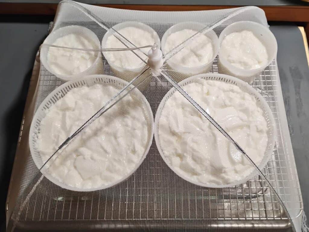 a feta cheese draining station made up of a baking sheet with a lasagna pan in it and a wire rack over it. On it are a couple of cheese mats and baskets filled with curds to make eta cheese draining on them. all of it is covered with a food protective mesh tent.