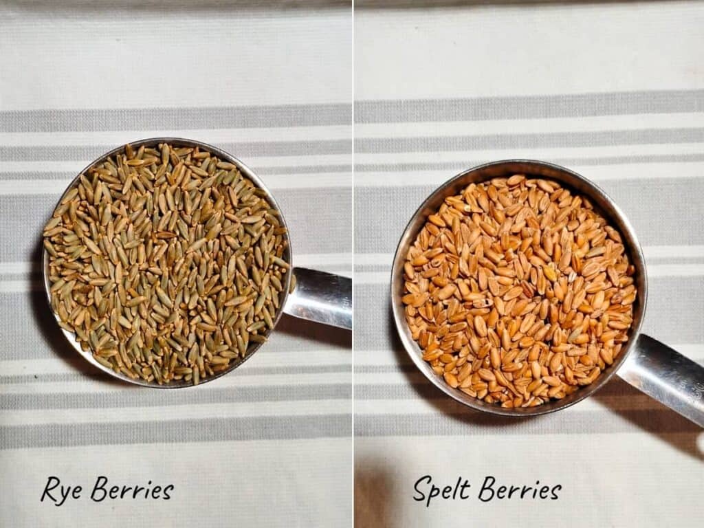 rye grain on the left and spelt berries on the right in measuring cups.