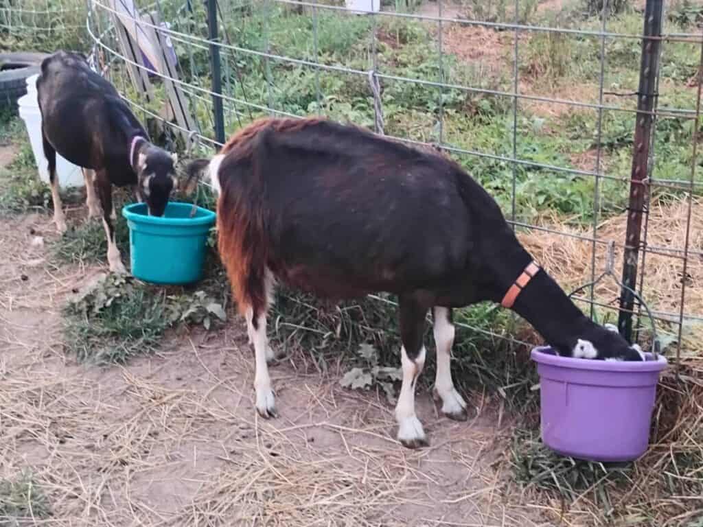 photo of two goats eating out of buckets at a fence.