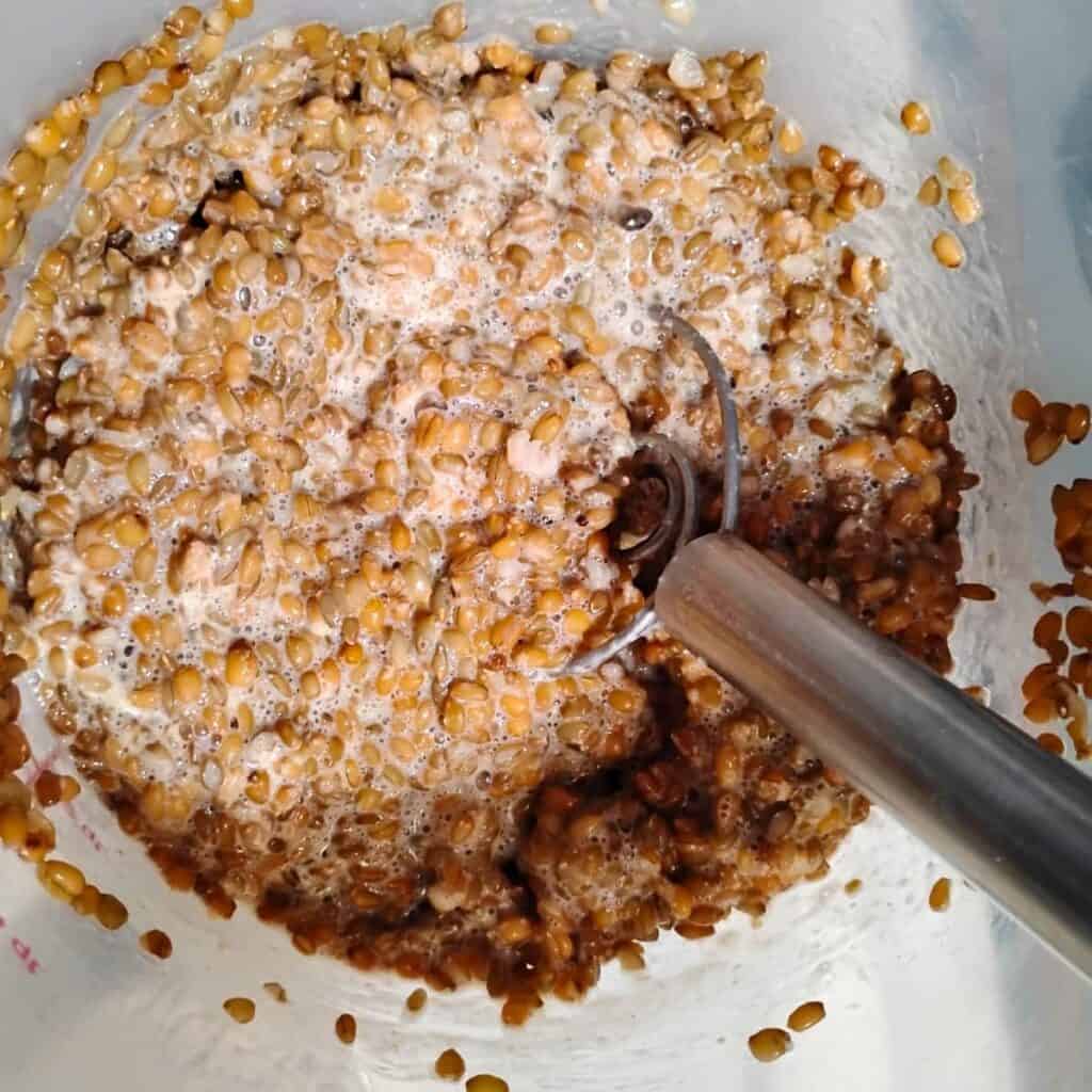 soaked grains and sourdough getting mixed with a danish dough whisk.