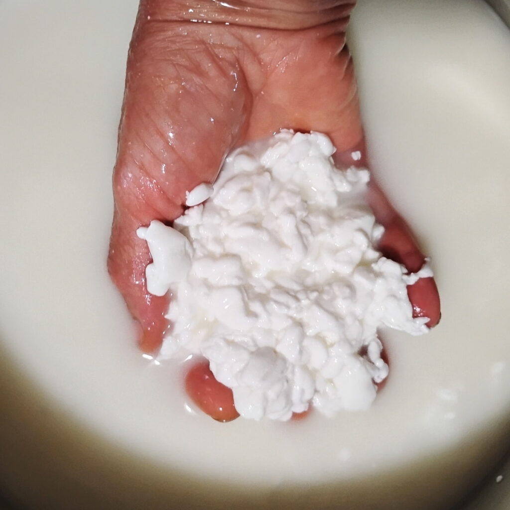 A hand is stirring some cheese curds in a pot filled with whey and showing off a handful of curds.