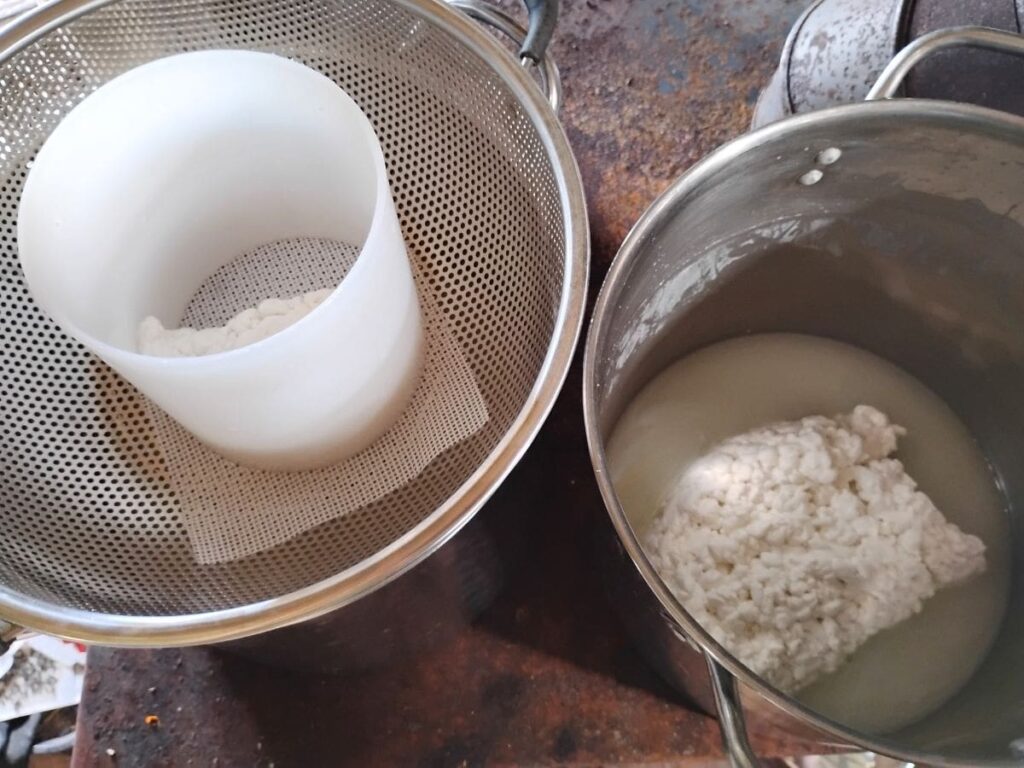 pot with a little whey and matted bel paese cheese curds. beside it is a pot with a colander, a mesh silicone cloth and a cheese mold on top with a handful of matted curds in it.