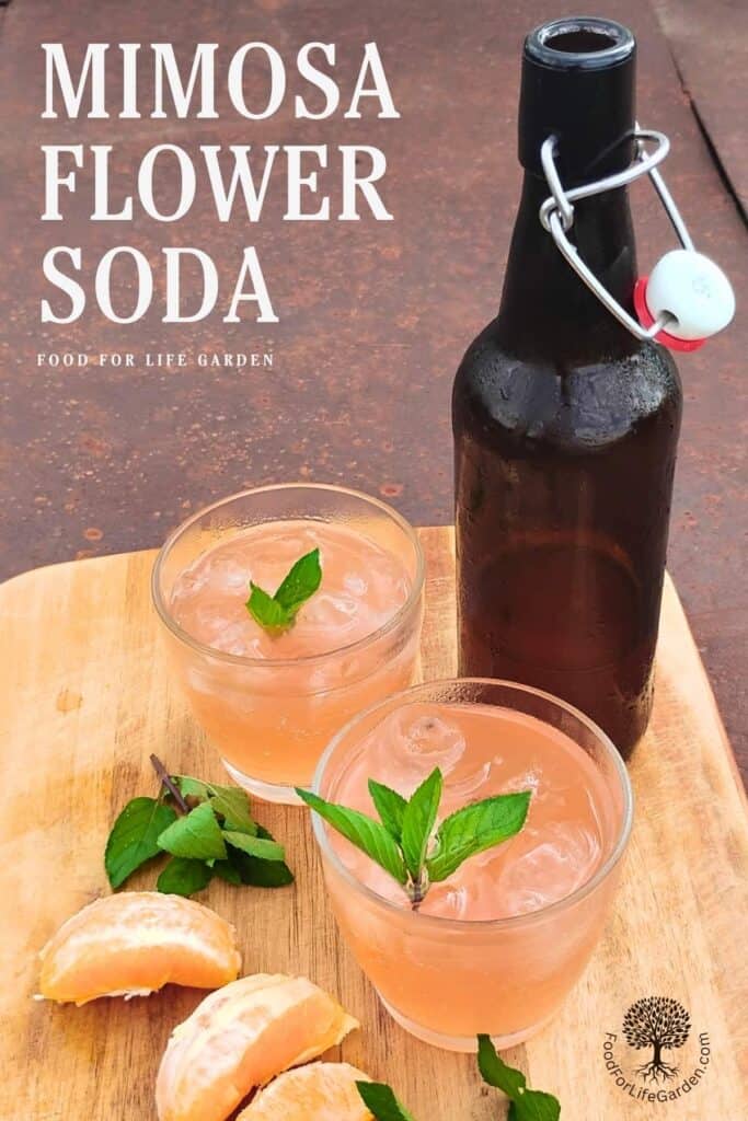 photo shows a flip top bottle next to a couple of serving glasses filled with ice and bubbly mimosa soda on ice and decorated with mint sprigs, with text overlay that reads mimosa flower soda, food for life garden. 