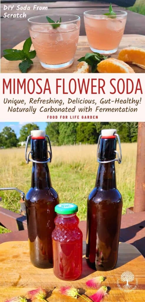 photo shows two brown flip top bottles filled with Mimosa flower soda and a small bottle filled with a red syrup with mimosa flowers in front. at the top are two serving glasses filled with mimosa flower soda on ice and decorated with mint sprigs. 