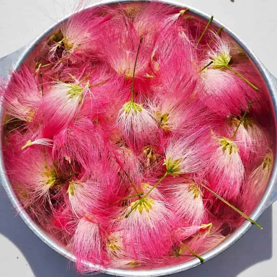 a bowl filled with fresh picked mimosa flower blossoms 