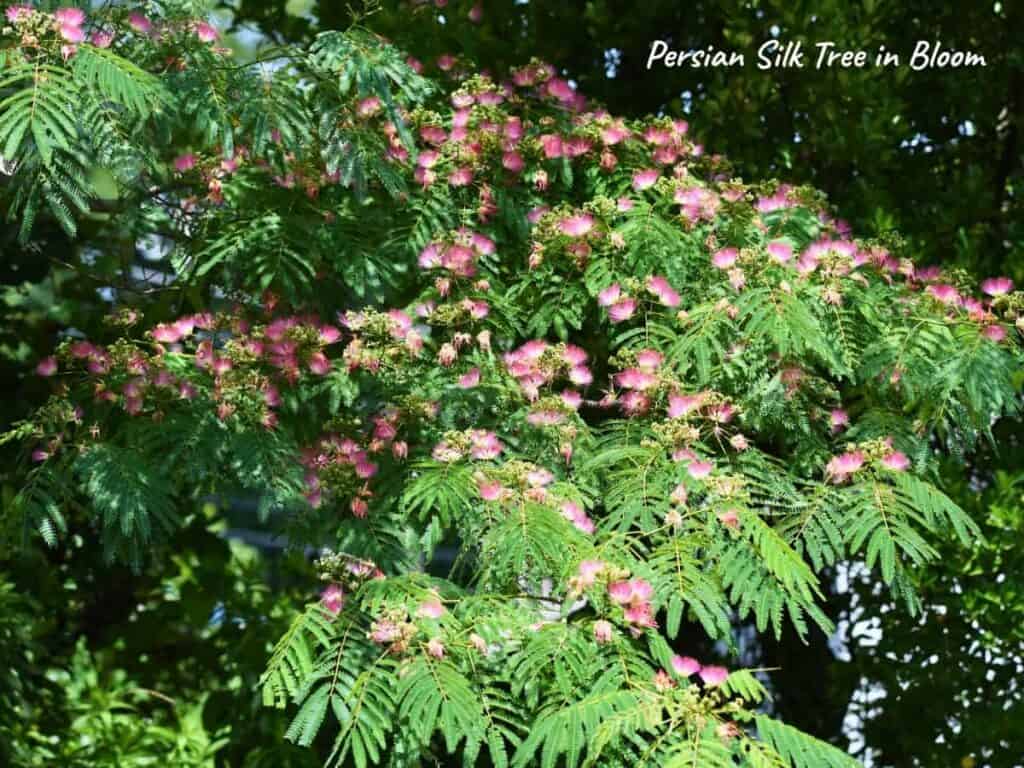 photo shows a persian silk tree in bloom 