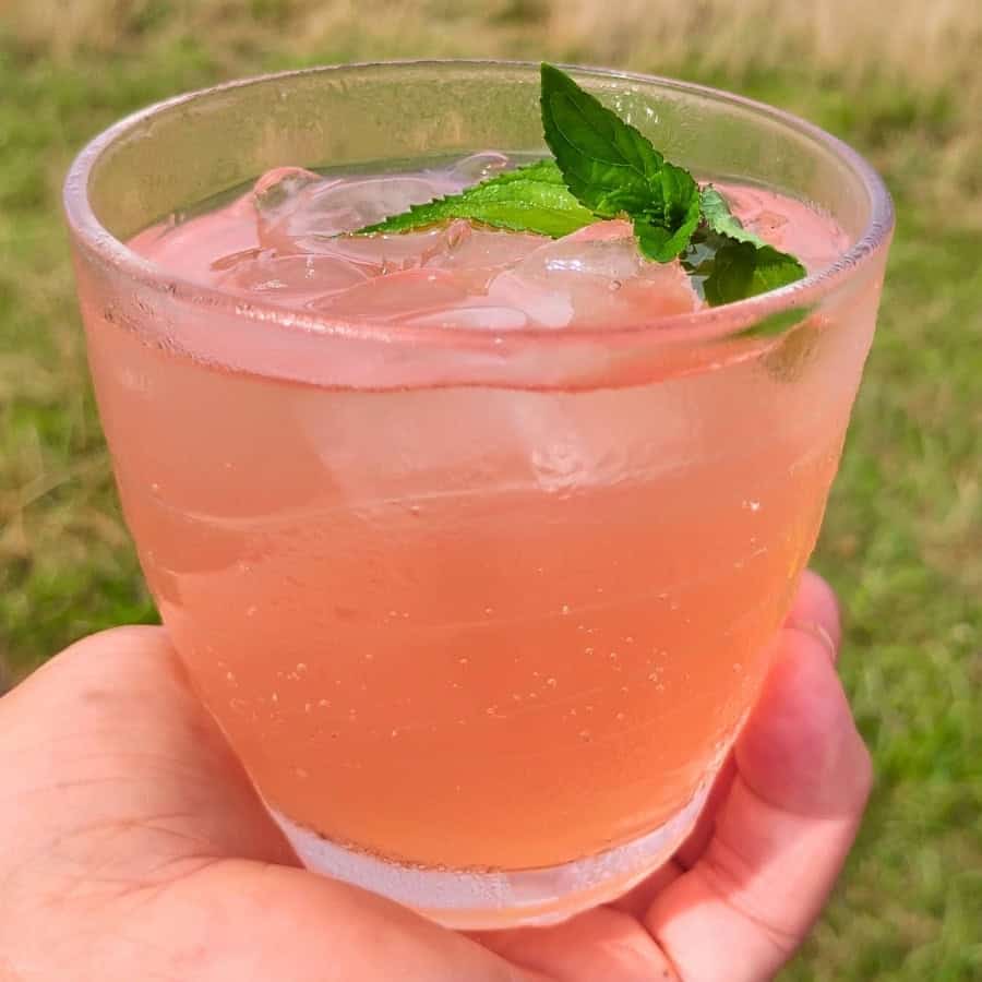 photo shows a hand holding a glass filled with mimosa flower soda on ice 